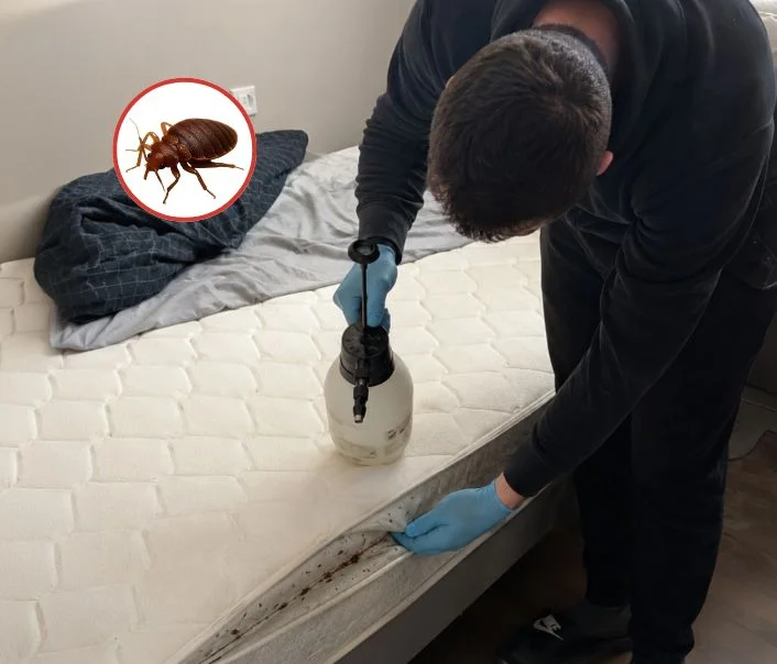 Technicien traitant un matelas contre les punaises de lit à Vincennes